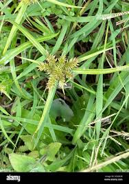 Image result for Cyperus cyperoides