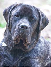 1 available 1 pending european lines merle mantle females. Great Dane Lab Mix Puppies For Sale In Ohio