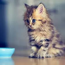 My Sweet Animals Panosundaki Pin