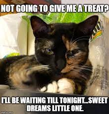Evil Cat Meme Evil Cat Cat Memes Funny Cat Memes