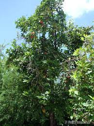 The apple tree was too small for the newells' children to climb, so they played at the edge of the meadow where a spring bubbled. Malay Rose Apple Mountain Apple Thailand Falktime