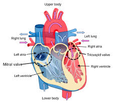 The apex is the lower tip of the heart and sits above the diaphragm. Heart Disease Apex