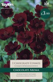 5 amaryllis 6 daffodils 4 lilies 3 tulips a customer bought 4 bulbs. Summer Flowering Bulbs Bell Plantation Garden Centre