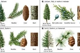 Pine Tree Identification Guide Biological Science Picture