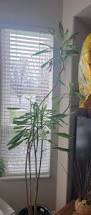 Image result for Hygrophila okavangensis