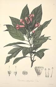 Image result for Delostoma