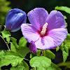 Additionally, the plant can be killed by even a few nights below 50 degrees fahrenheit, so plan to move it inside if cold weather is in the forecast. 1