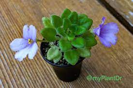 Maybe you would like to learn more about one of these? My Plant Doctor On Twitter Awe Now Ain T That Cute Micro Miniature African Violet In A Communion Cup Propagated From Leaf Cutting Of Pixie Run Around Variety Cup Painted Black Drain Holes Added Https T Co S13raboswz