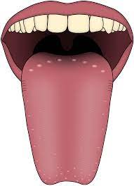 Human Tongue Png Image Human Tongue Sore Mouth And Tongue Facts For Kids