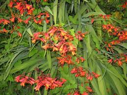 Sweet william needs full sun and will attract butterflies to your garden. Wildflowers The Trees Flowers Of Whangarei