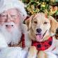Pet Photos with Santa at North Georgia Premium Out... event in Dawsonville, GA