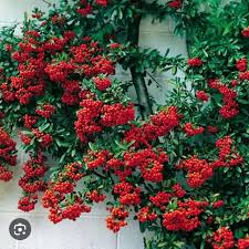 Image result for Pyracantha coccinea red column