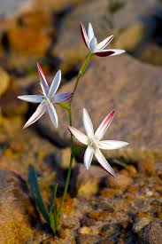 Image result for Hesperantha