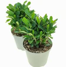 Image result for Euphorbia pfeilii
