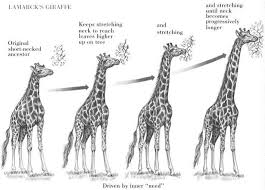 Giraffe Evolution According To Lamarck Theory Of