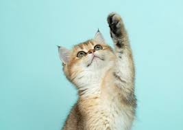 Air canada jetz and charters. Importing Cats To Canada 2020 Requirements Processes Cost Pets That Travel