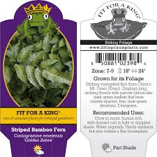 Image result for Coniogramme africana