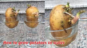 Because potatoes exposed to sunlight turn green, which causes them to taste bitter, it is important to pile soil or heavy layers of straw or other mulch around lower stems so the tubers are grown in complete darkness. How To Grow Potatoes In Water Youtube