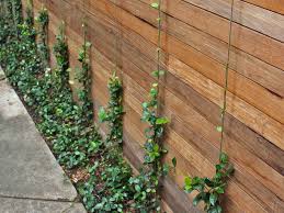 We did not find results for: Plants For Dallas Your Source For The Best Landscape Plant Information For The Dallas Ft Worth Metroplexbest Vines For Dallas Texas