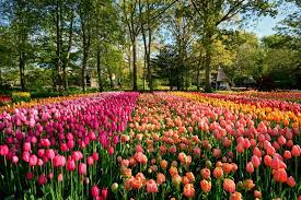 Im frühjahr, wenn die tulpen und andere zwiebelgewächse in voller blüte stehen. Keukenhof In Lisse Besucht Holland Zur Blutezeit Urlaubsguru