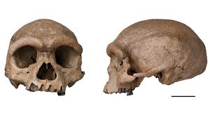 The denisovans are named after the cave where their bones were found in the altai mountains in southern siberia. Stunning Dragon Man Skull May Be An Elusive Denisovan Or A New Species Of Human Science Aaas