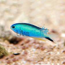 Image result for Vepris allenii