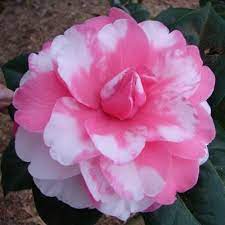 Valentine Day Variegated A Reticulata Hybrid Camellia Beautiful Flowers Colorful Flowers Pink Flowers