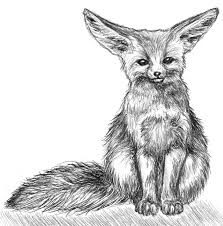 How big is the head of a fennec fox? Realistic Fennec Fox Drawings Novocom Top