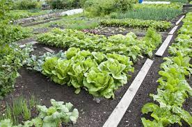 If you want to plant in the garden on memorial day then count back 8 weeks and start seeds the first week of april. Vegetables For Zone 5 Gardens Tips On Growing Vegetables In Zone 5