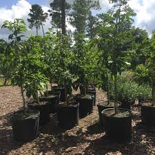 Check spelling or type a new query. Just Fruits Exotics Added A New Just Fruits Exotics