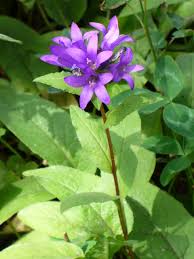 Image result for campanula glomerata