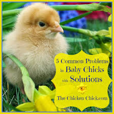 Find free stock images about baby chickens which contain the color black (#000000). 5 Common Problems In Baby Chicks With Solutions The Chicken Chick