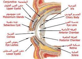 بالصور و الشرح علم وظائف أعضاء جسم الإنسان مع تشريح جسم الانسان ملتقى الشفاء الإسلامي Medical Words Human Body Anatomy Body Anatomy