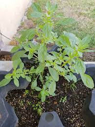 What Plant Is This Plants
