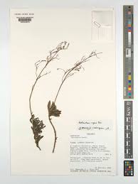 Image result for Aeollanthus repens