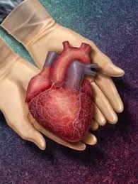 The Truth About Organ Donation Debunking The Myths Heart Transplant Heart Doctor Organ Donation
