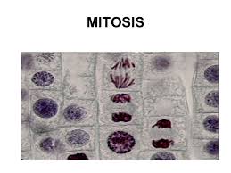 The sister chromatids begin to coil more tightly and become visible under a light microscope. Biology Form 4 Chapter 5 Part 1 Mitosis