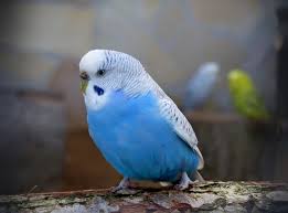 As soon as the product hits the warehouse, it goes out the same day. 21 Things You Should Know Before You Buy A Budgie Petsgetstarted