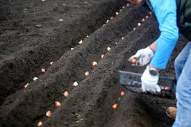 This will stagger the plantings and flowering times. How To Plant Bulbs Flower Bulb Planting Guide K Van Bourgondien