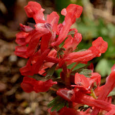 Image result for Corydalis
