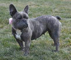 Pin By Linda Massing On French Bulldogs Brindle French Bulldog Blue Brindle French Bulldog Grey French Bulldog