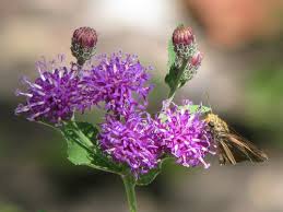 Image result for Vernonia kirungae
