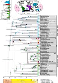 Image result for Grammitis cryptophlebia
