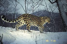 Check spelling or type a new query. Amur Leopard Wwf