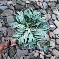Image result for Ardisia staudtii