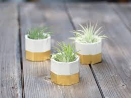 This quality makes the concrete pots ideal for cactus since it prevents root rot. Concrete Pot For Air Plant Cactus Succulent Plants Plants Seedlings