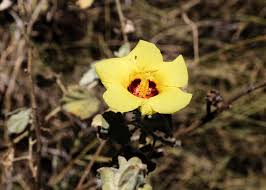 Image result for Hibiscus panduriformis