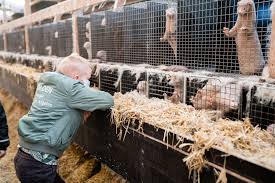 However, the ones used for coats are usually farmed or ranched. I M Only A Mink Killer How Covid Caused Denmark S Historic Fur Industry Disaster Vanity Fair