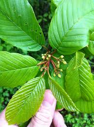 Image result for Cascara