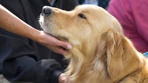 The dog and veteran must have successfully completed a training program offered by an organization accredited by assistance dogs international or the international guide dog federation, or both (for dogs that. Lying About Service Animals We Are Your Airbnb Hosts Forum